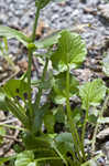 Garden yellowrocket